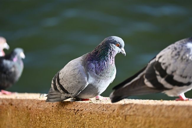 Deux pigeons perchés sur un rebord, un pigeon gris étant au premier plan et un autre partiellement visible à côté de lui.