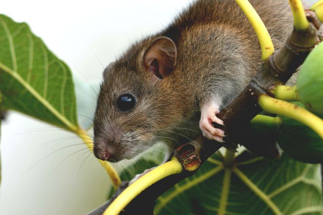 Petit rat brun perché sur une branche verte parmi les feuilles