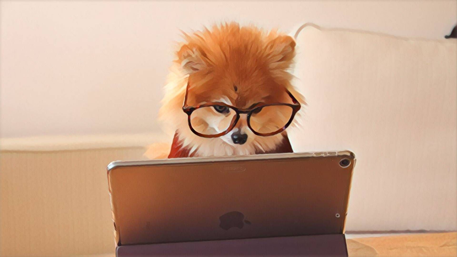 fox on laptop