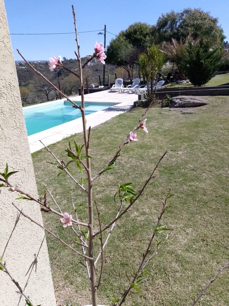 Melocotonero en flor junto a una piscina en un día soleado.