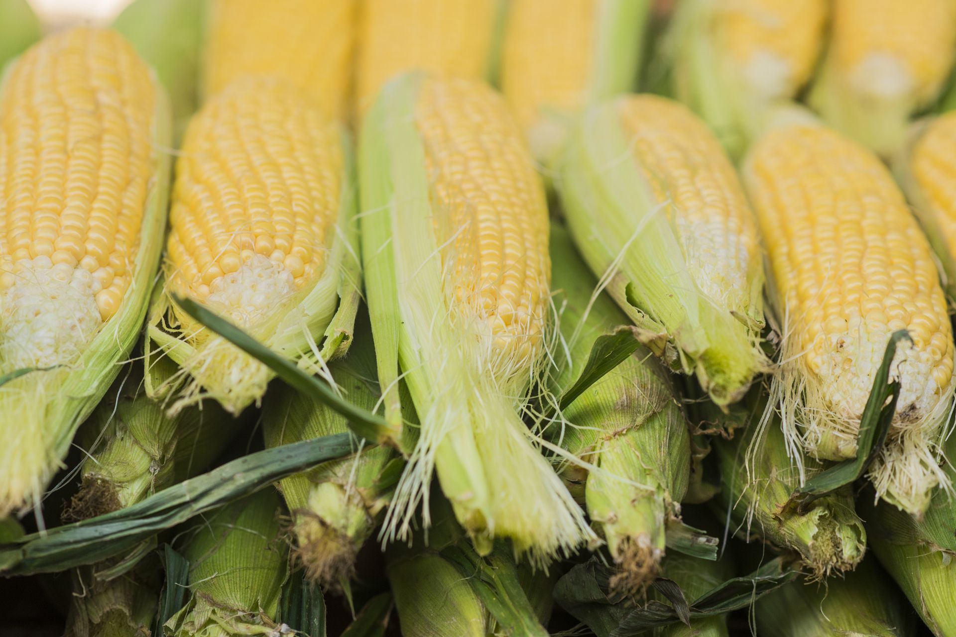 A bunch of corn on the cob sitting on top of each other on a table.