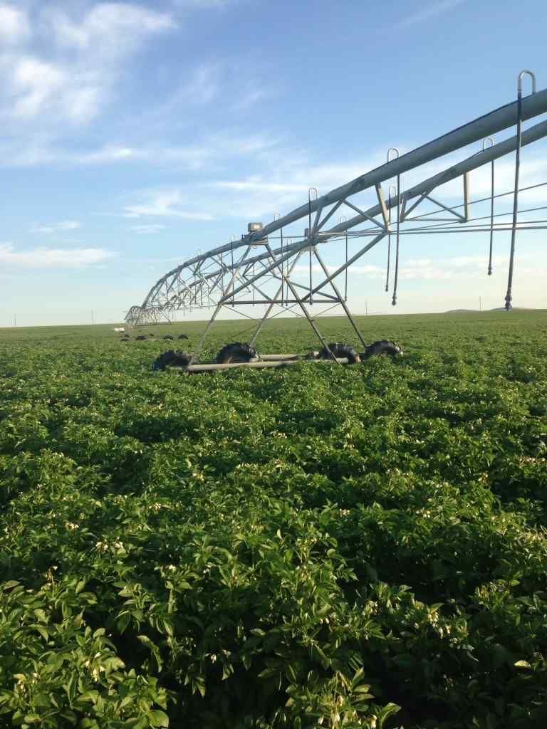 Spud Field in Shelley ID