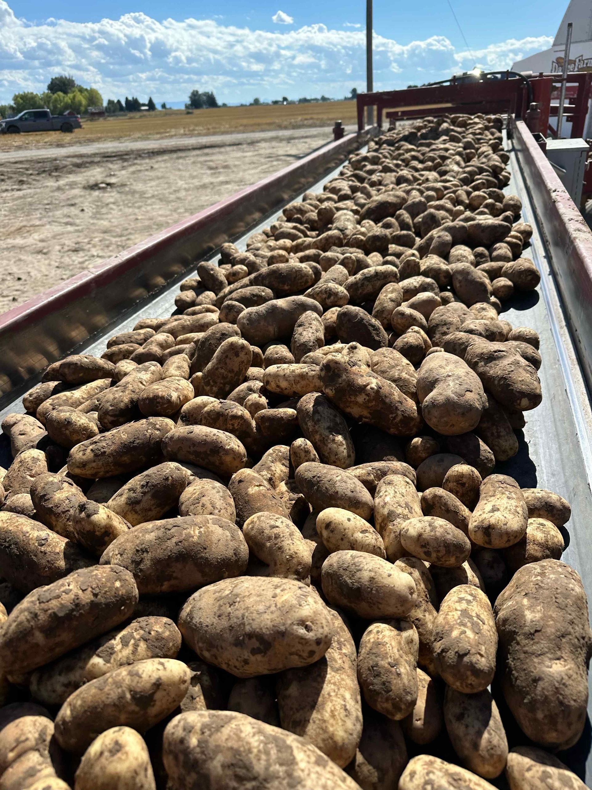 Spud Harvest