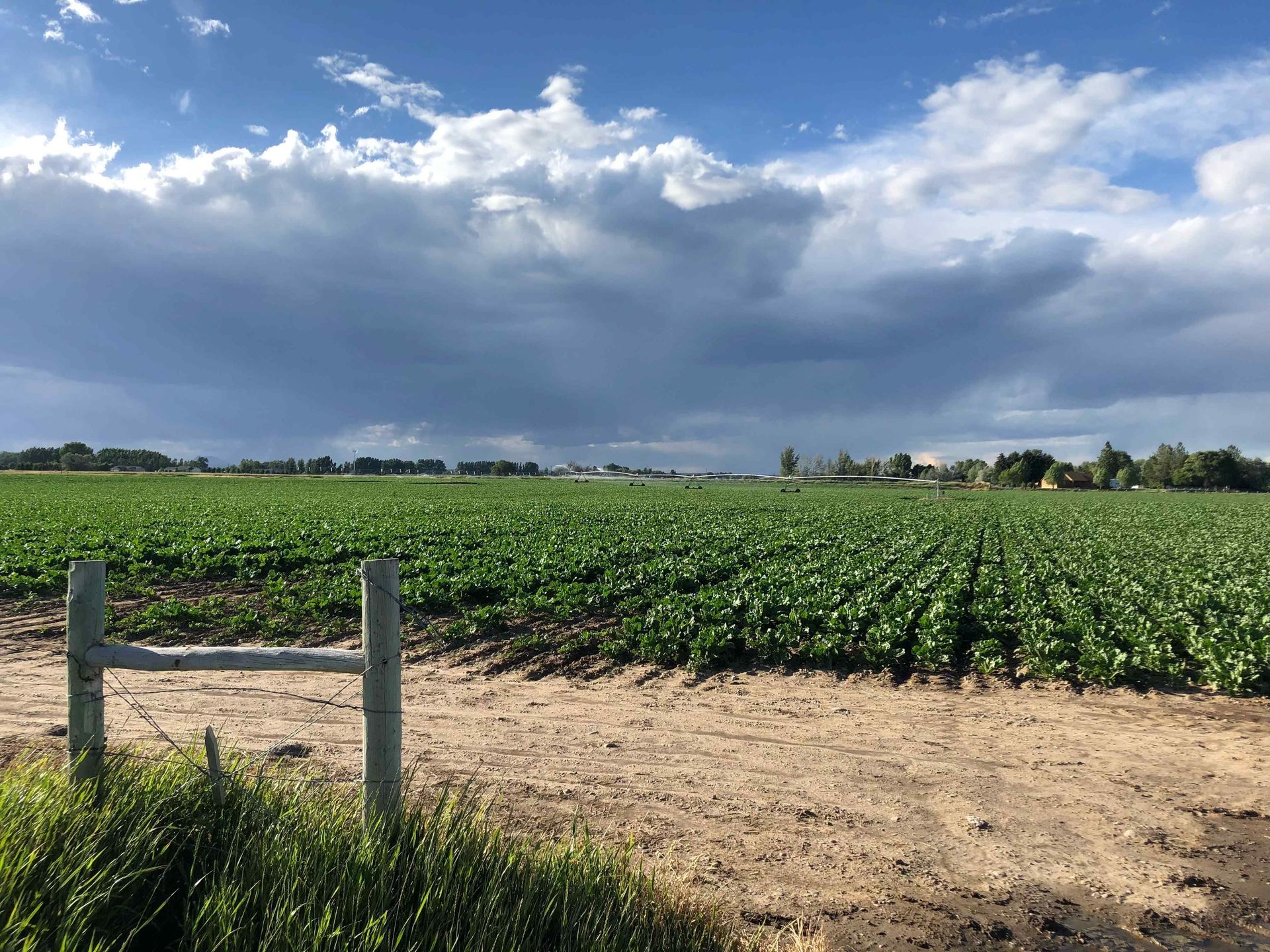 Potato Field in Idaho