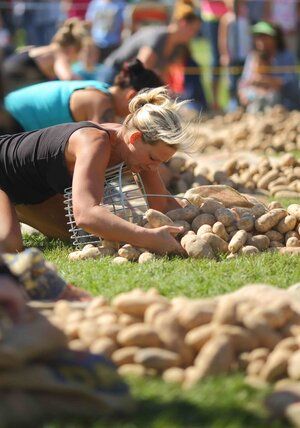 Spud Picking contest