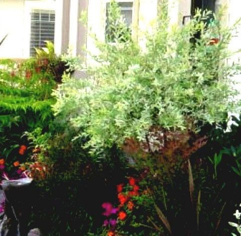 A garden filled with lots of plants and flowers