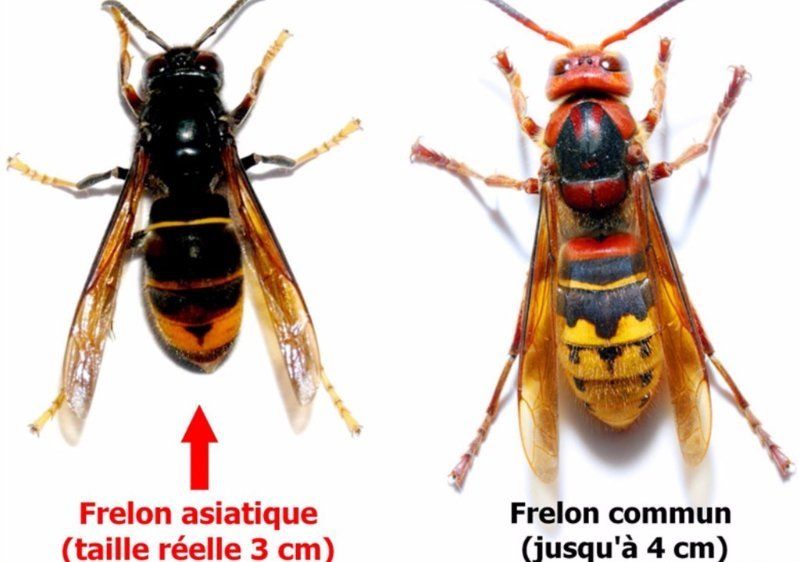 exterminateur de frelons 