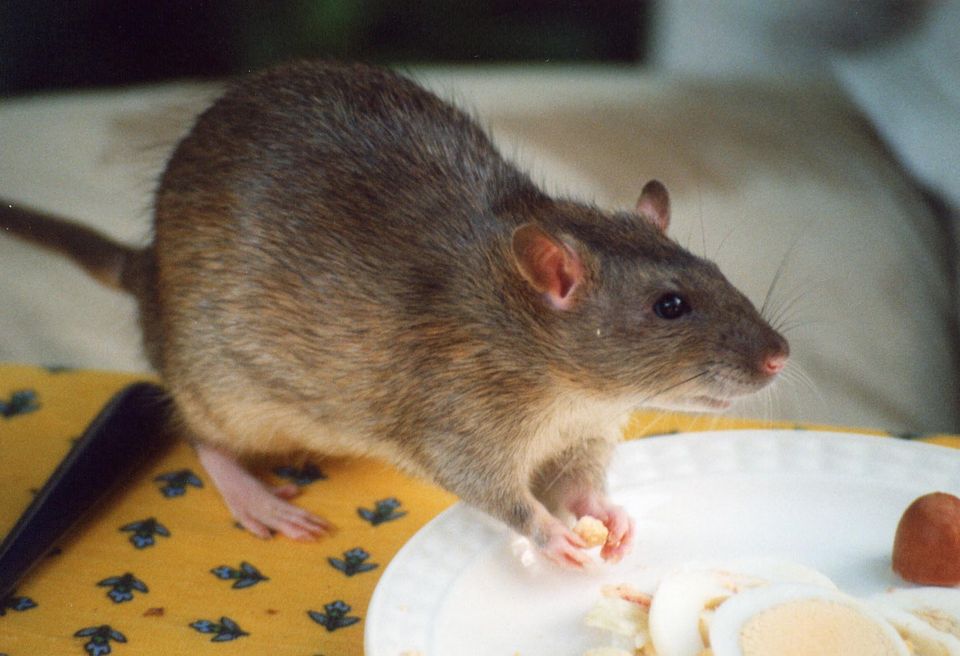 infestation de rat