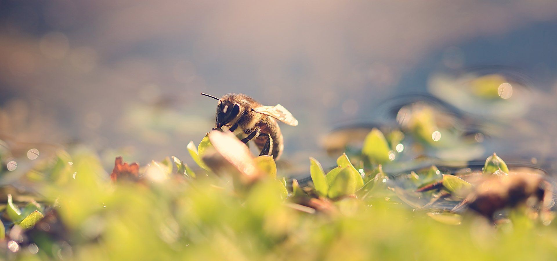 relocaliser des abeilles
