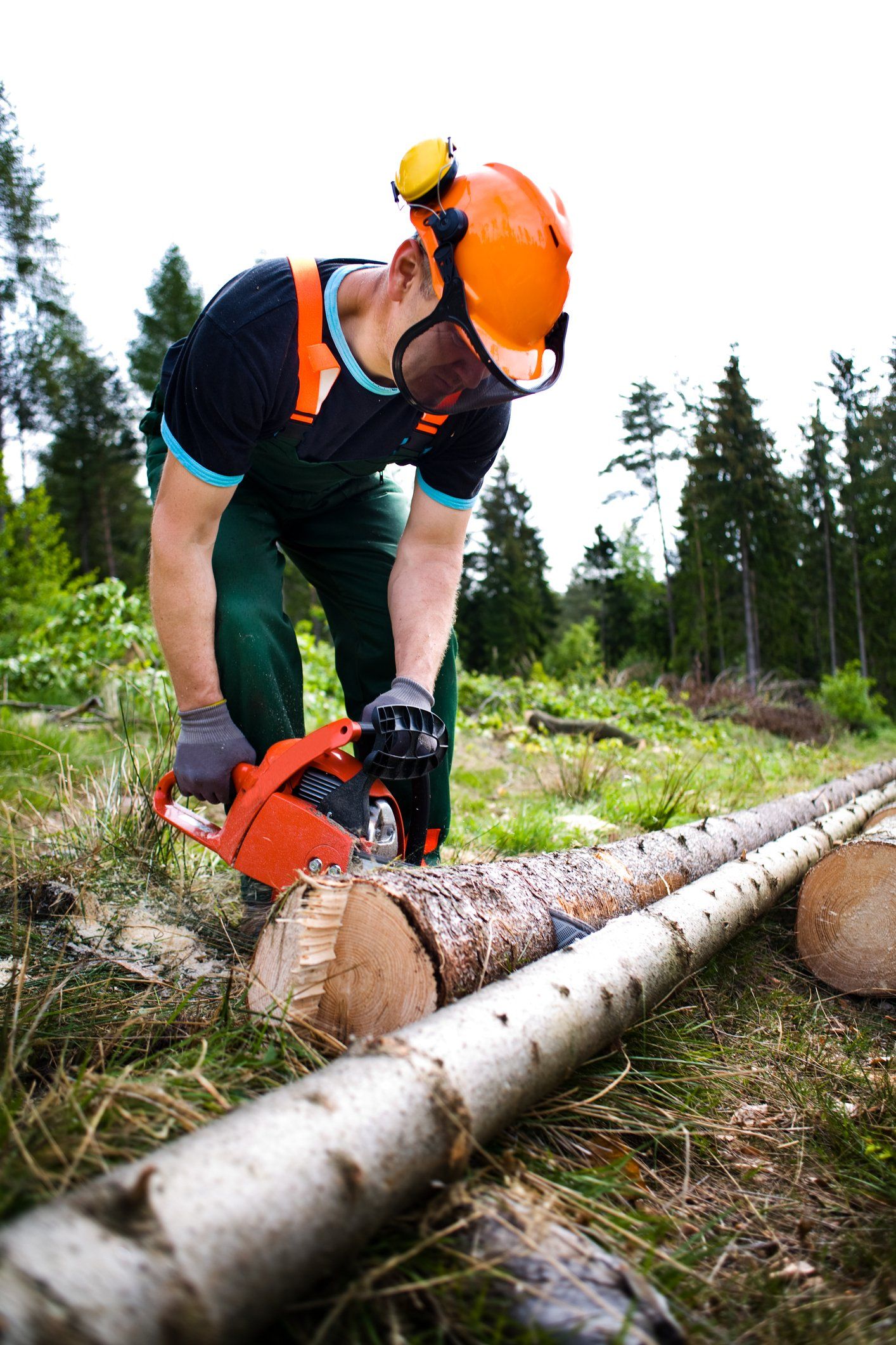 Tree Removal — Bend, OR — Bend Tree Service