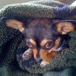 a small dog is wrapped in a green blanket