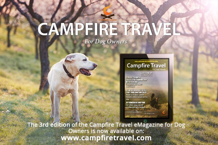 Dog stands near an ebook reader displaying 