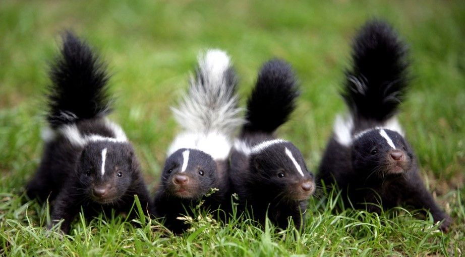 can a skunk climb a fence