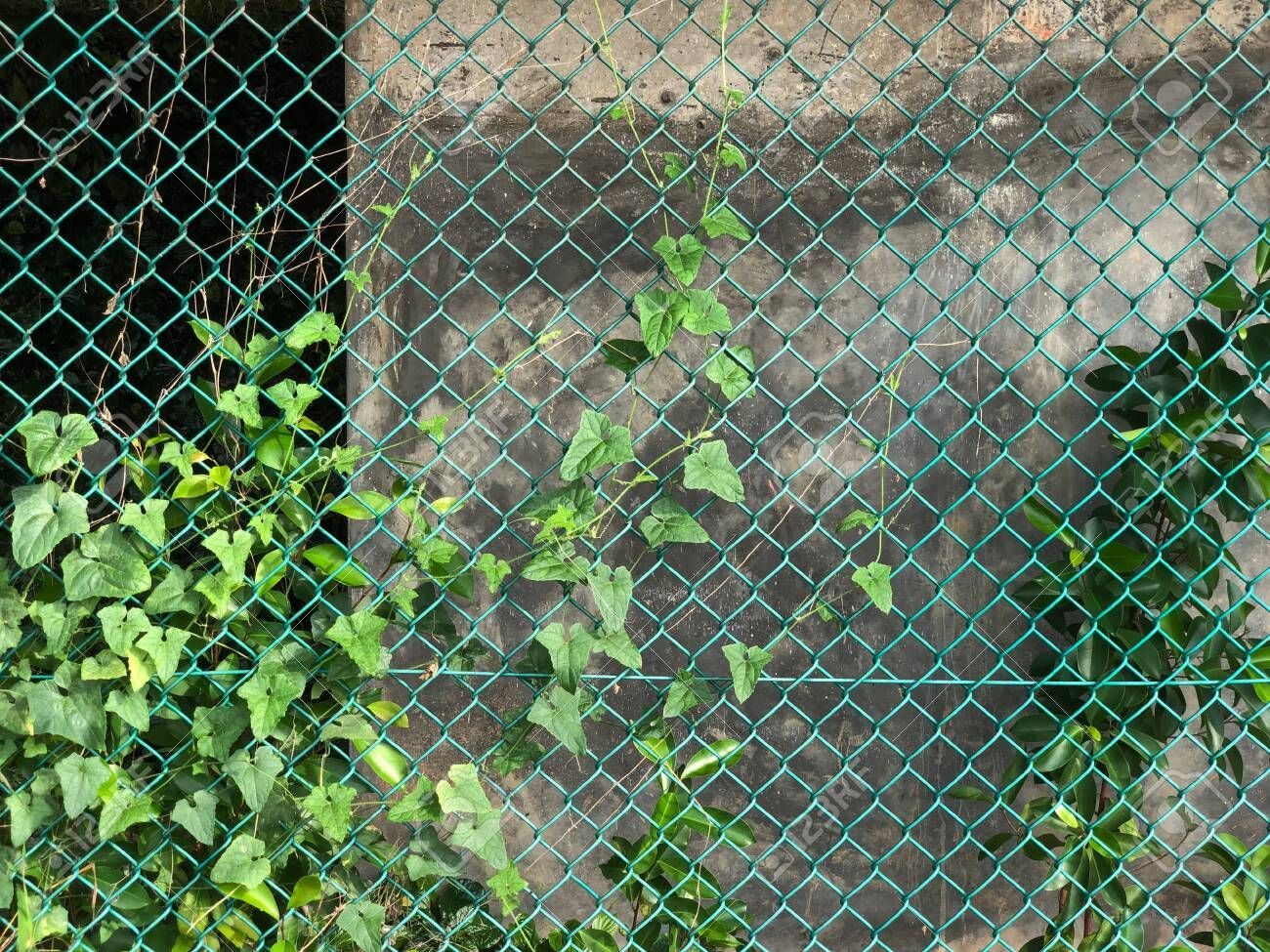 creeping fig on chain link fence