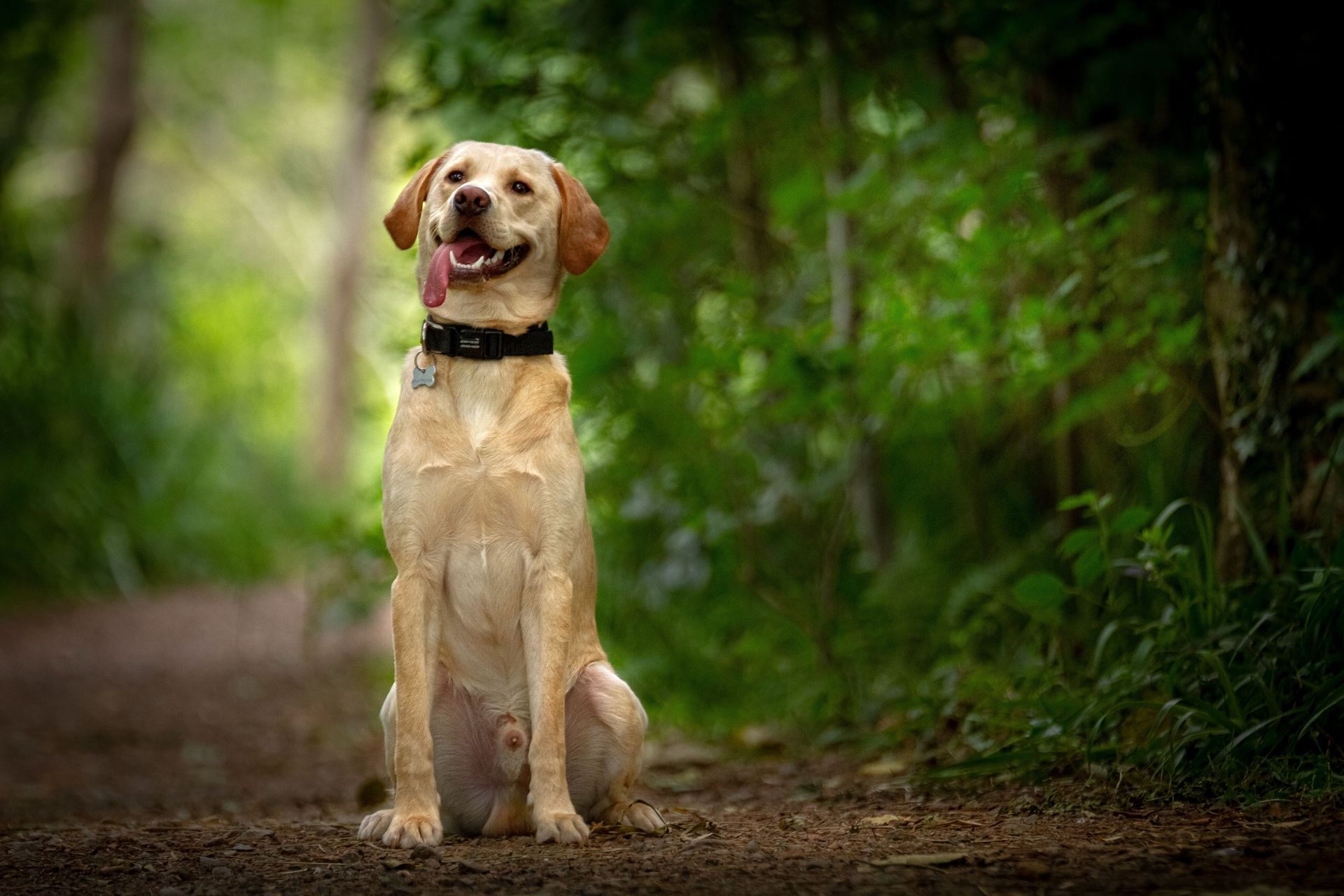 Golden retriever sitting on a forest path, tongue out, with a blurred green woodland background