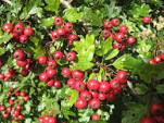 Conditions remedied by natural herbal medicines Caroline Sheldrick MNIMH with patient