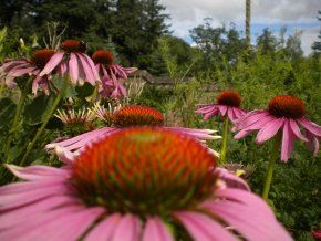 Echinacea Echinacea