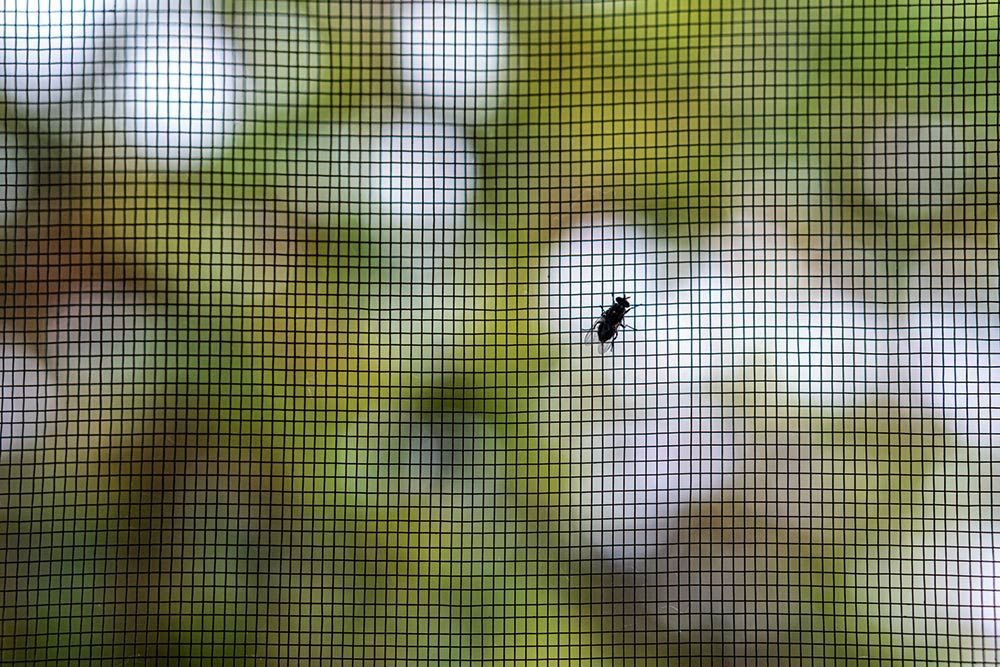 Closeup of a fly on the mesh Patterned Protective door screen — Homemakers Lifestyle Maroochydore In Maroochydore QLD