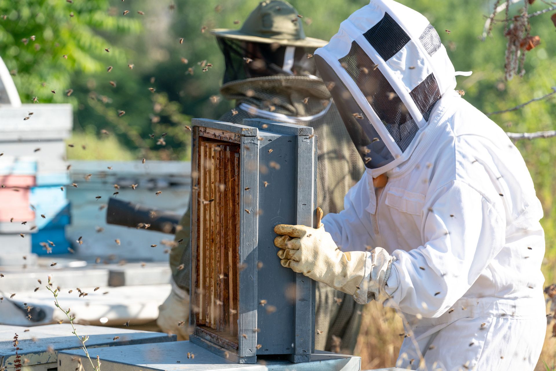 Beekeepers in protective suits tending to a hive outdoors, surrounded by flying bees.