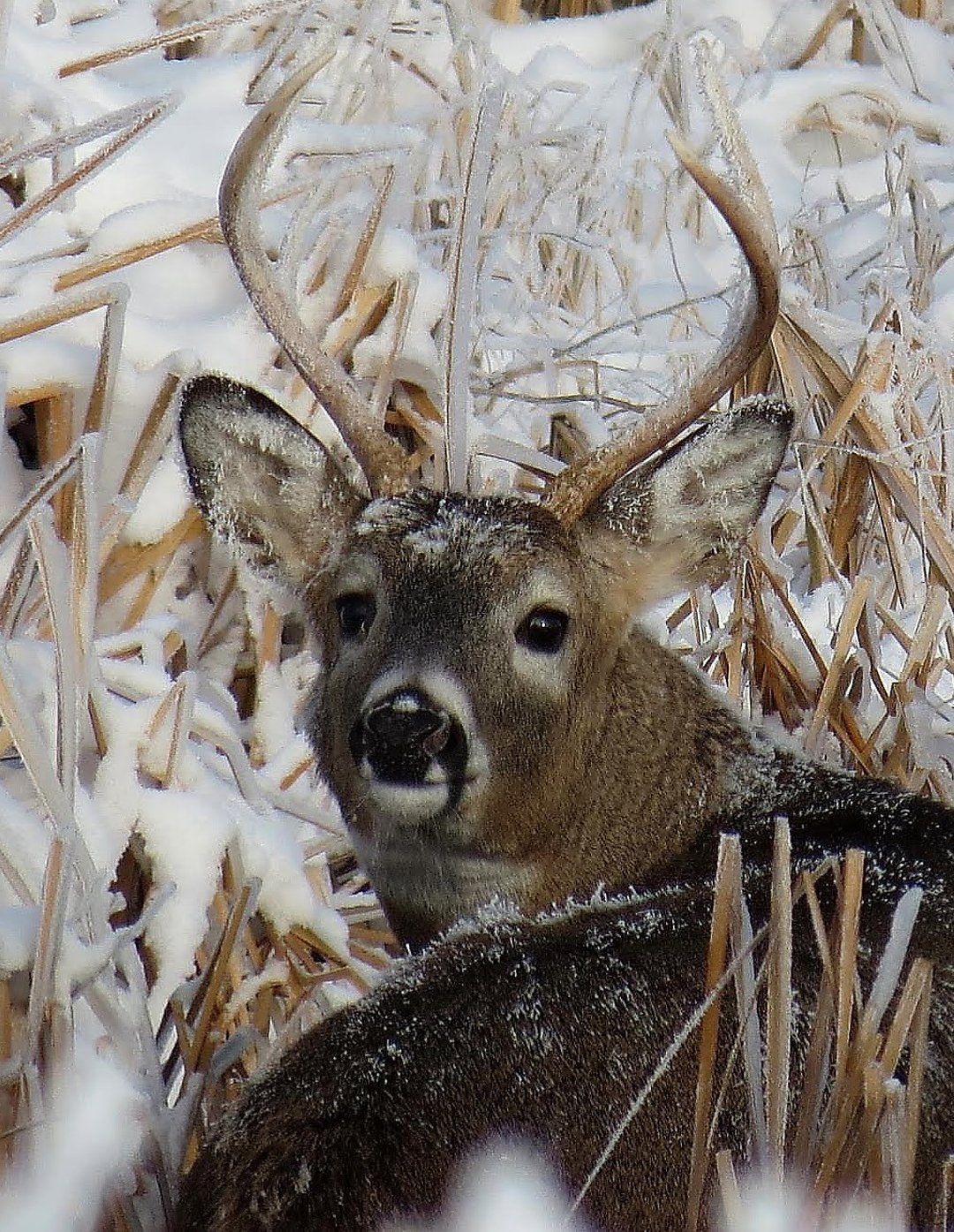 White-tailed deer with antlers in snow