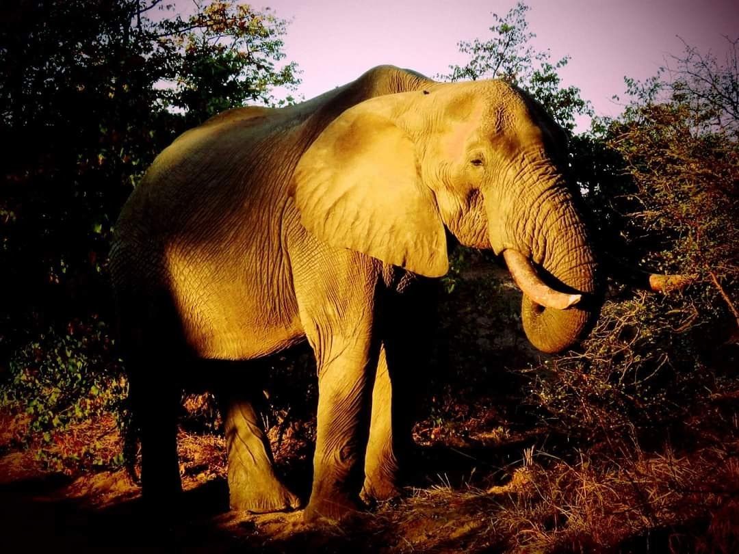 beautiful african elephant
