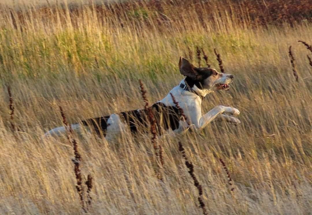 Coon hound running in tall, natural grasses