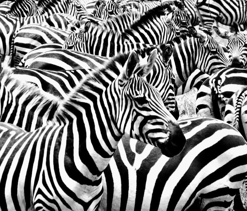 Zebras living in African grasslands