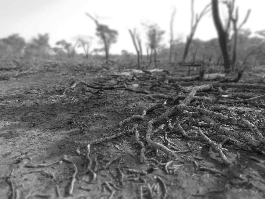decimated landscape