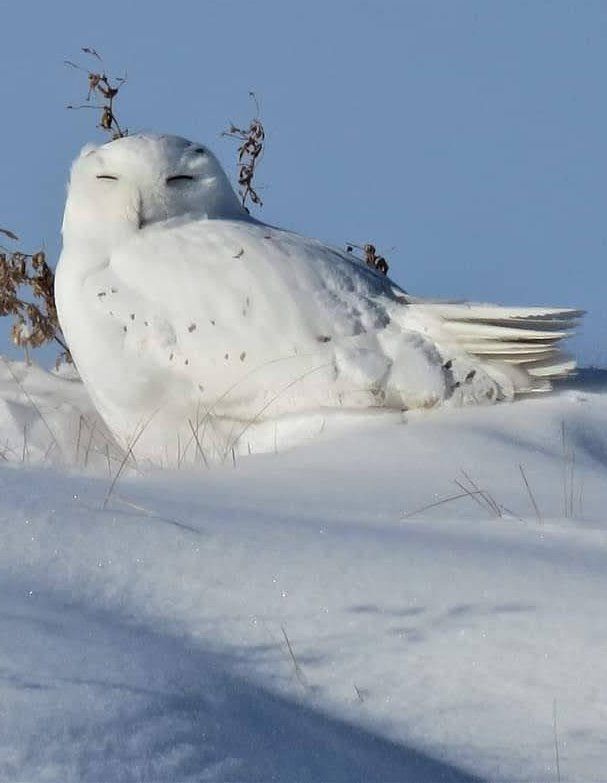 A North American snowy owl in winter snow