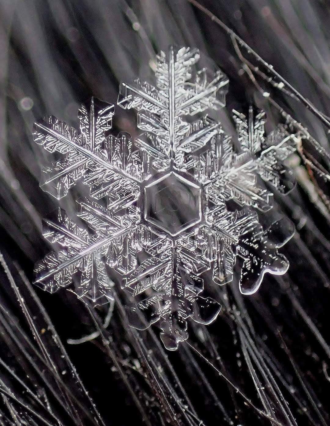 Crystal clear snowflake closeup
