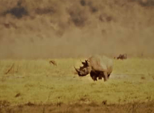African rhino from far away