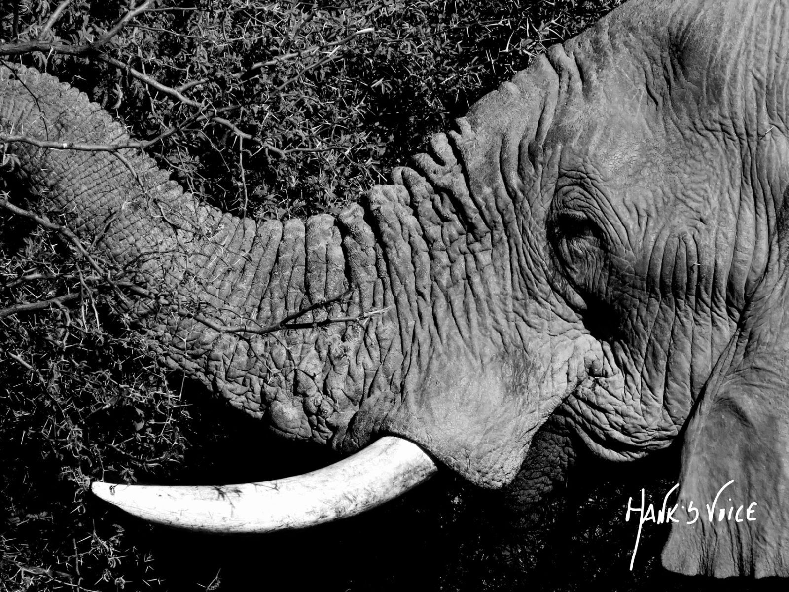 a black and white photo of an elephant 's trunk and tusks .