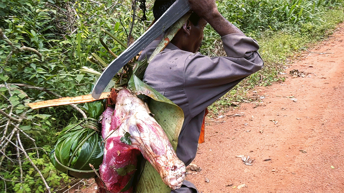 an african poacher carrying freshly butchered animal for bushmeat