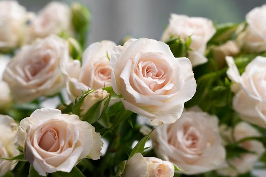 A bunch of pink roses