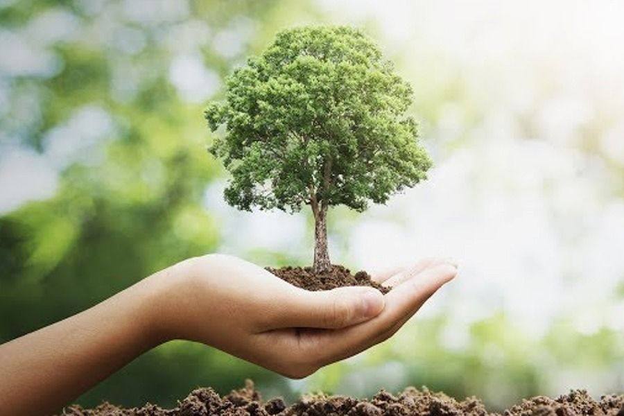 Hand holding a small tree