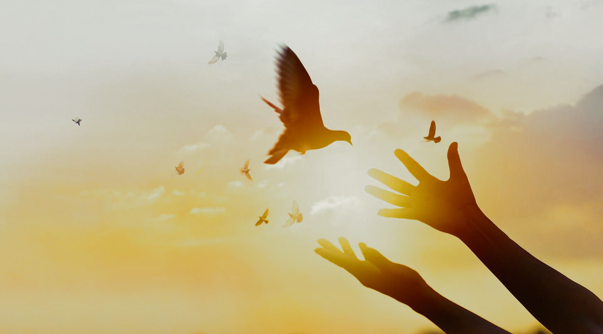 A person is reaching out to a bird in the sky.