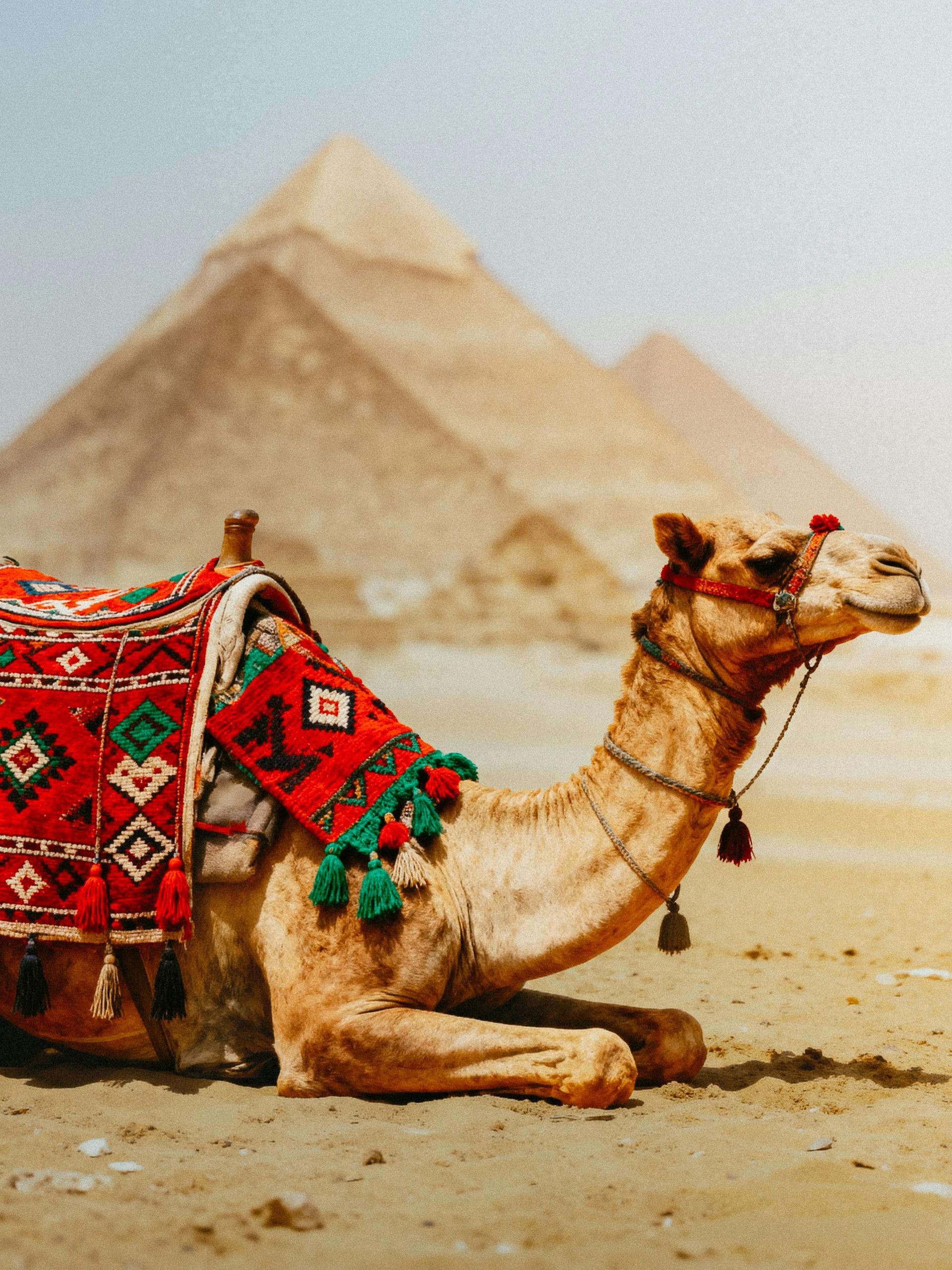 Camel resting in the sand, pyramids in the background; camel wears a decorative red saddle.