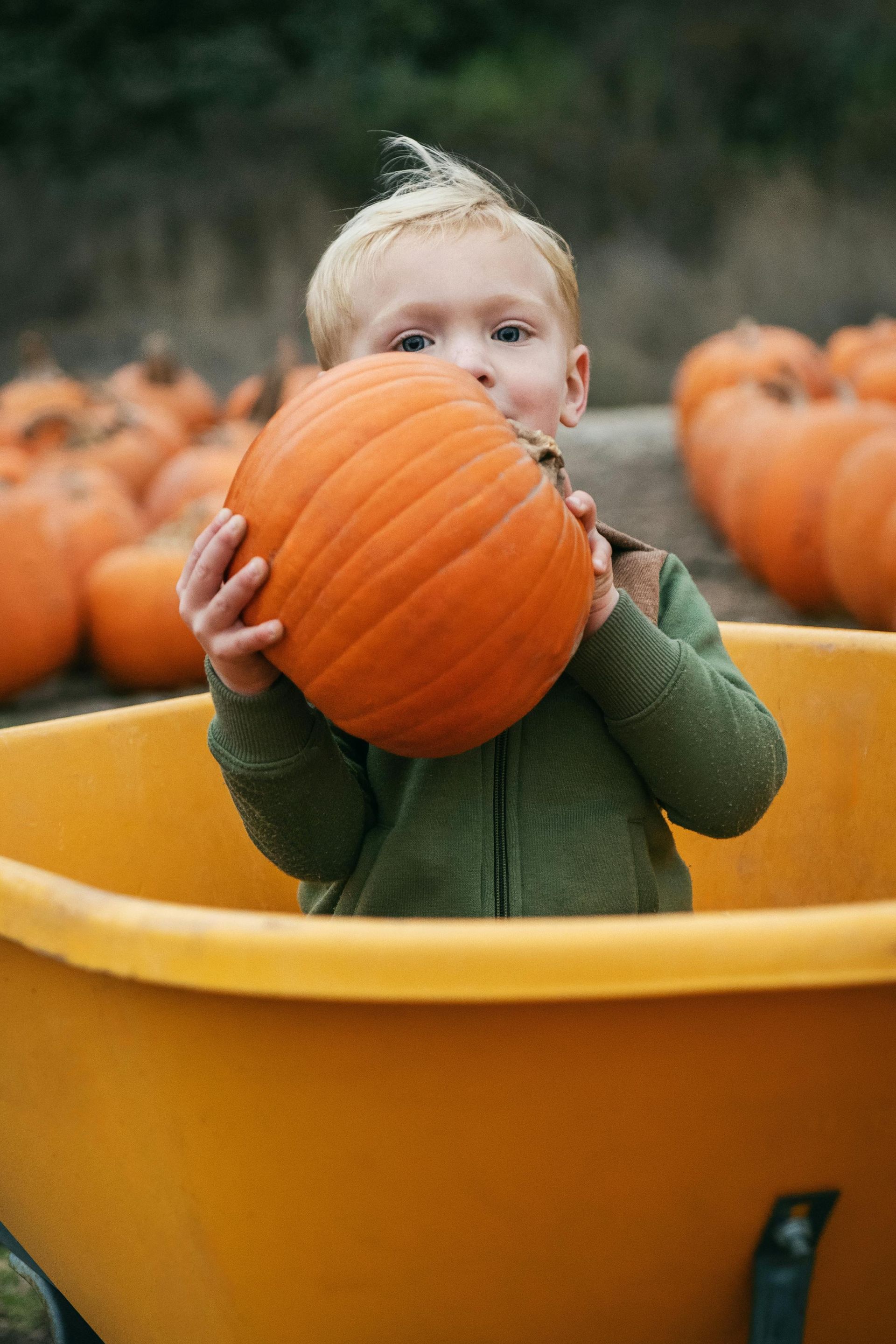 Child holding pumpkin in a wheelbarrow at a pumpkin patch.