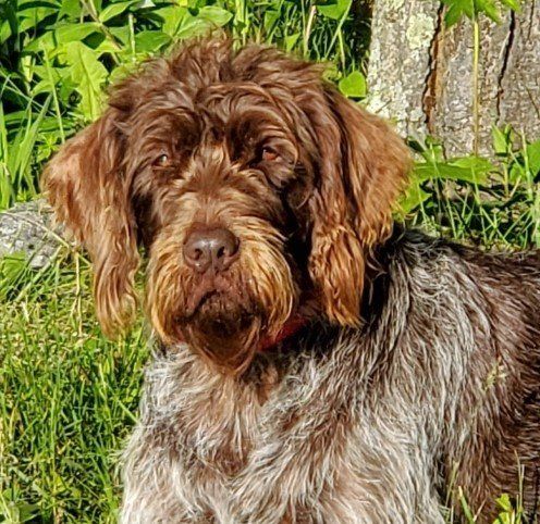 Blue Valley Trailers - Watterville, KS - Terry Roepke