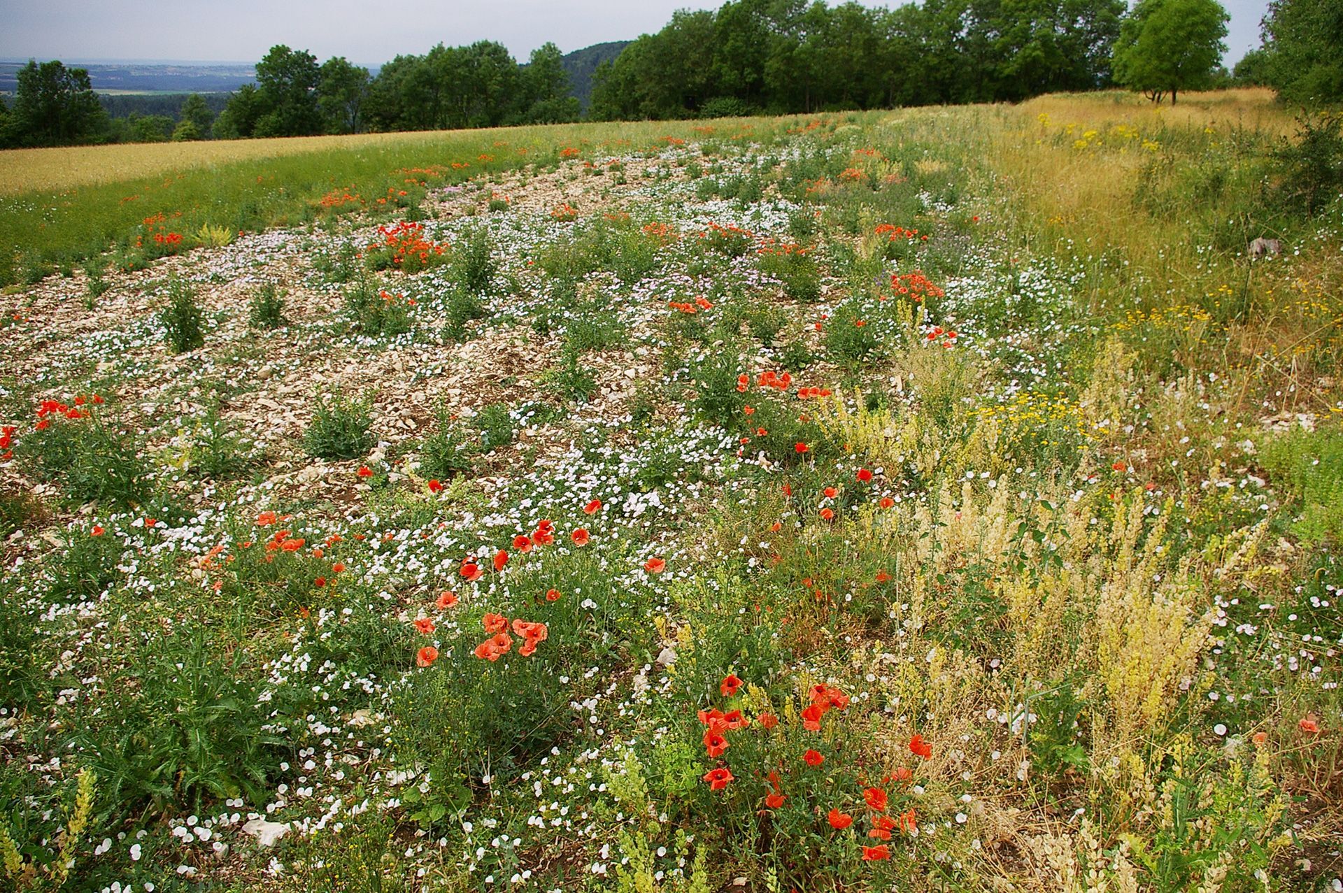 Ackerwildkräuter im Landkreis Forchheim