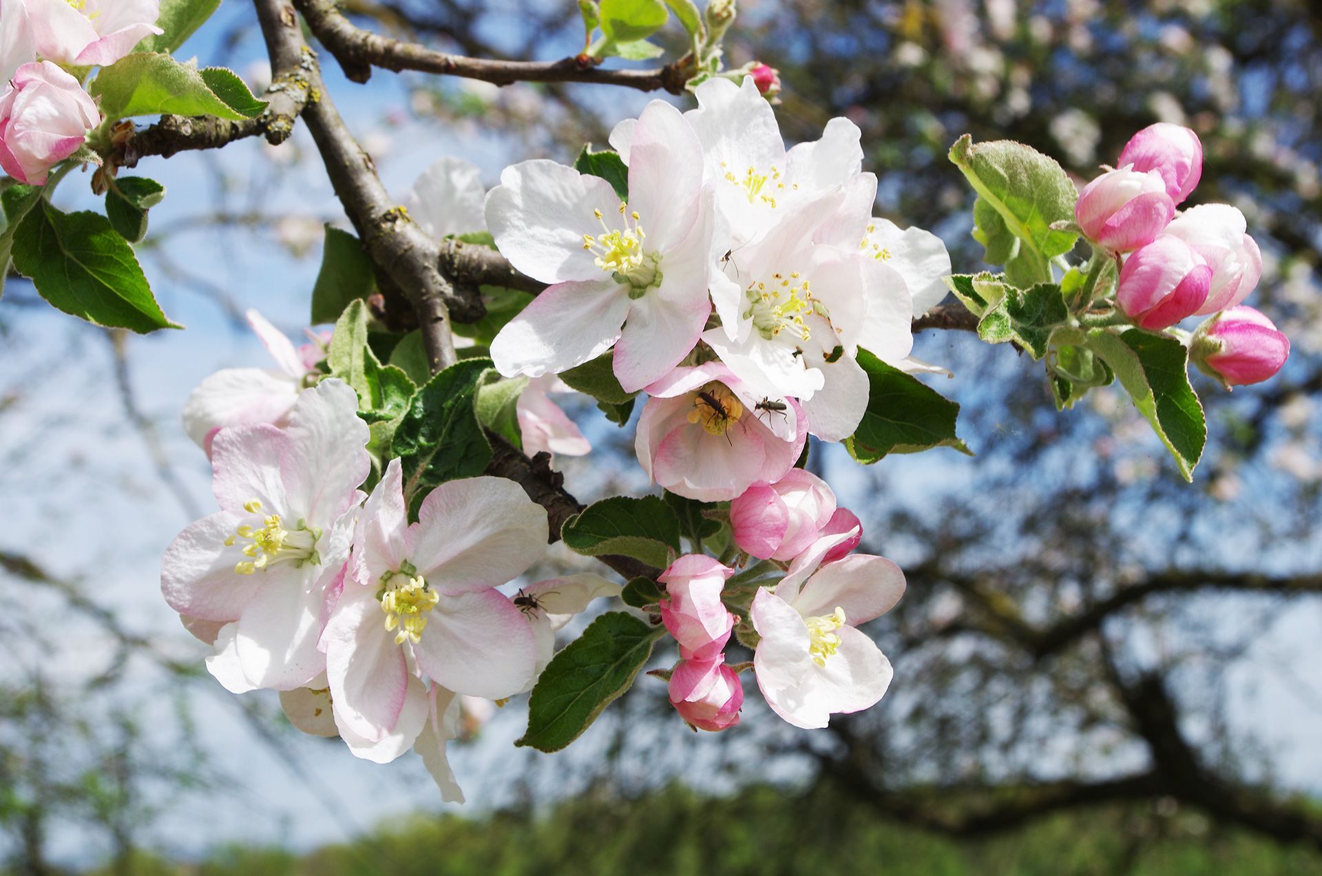 Streuobstwiesen in der Blüte