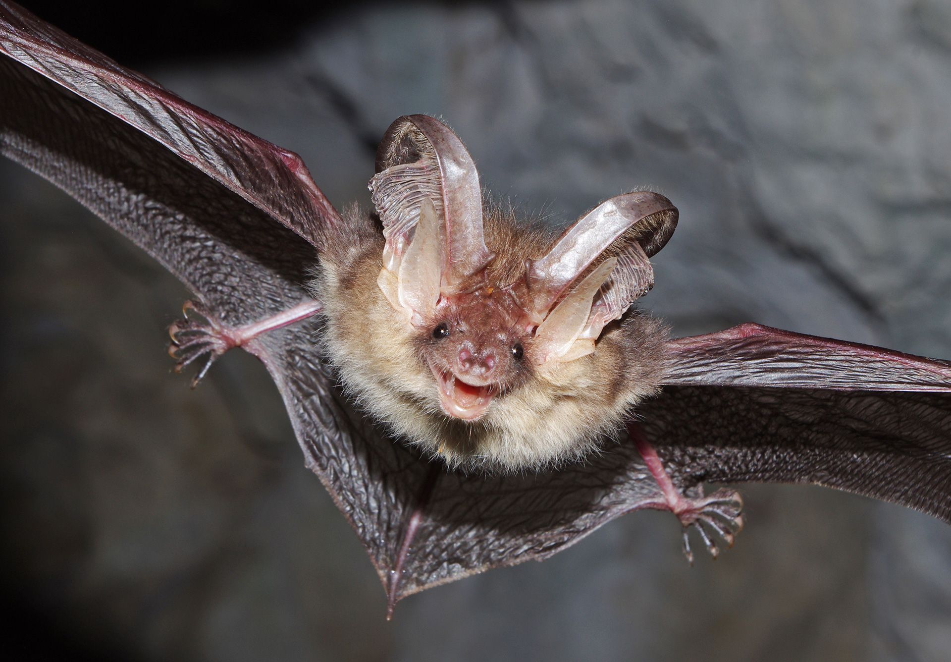 Braunes Langohr in der Espenhöhle