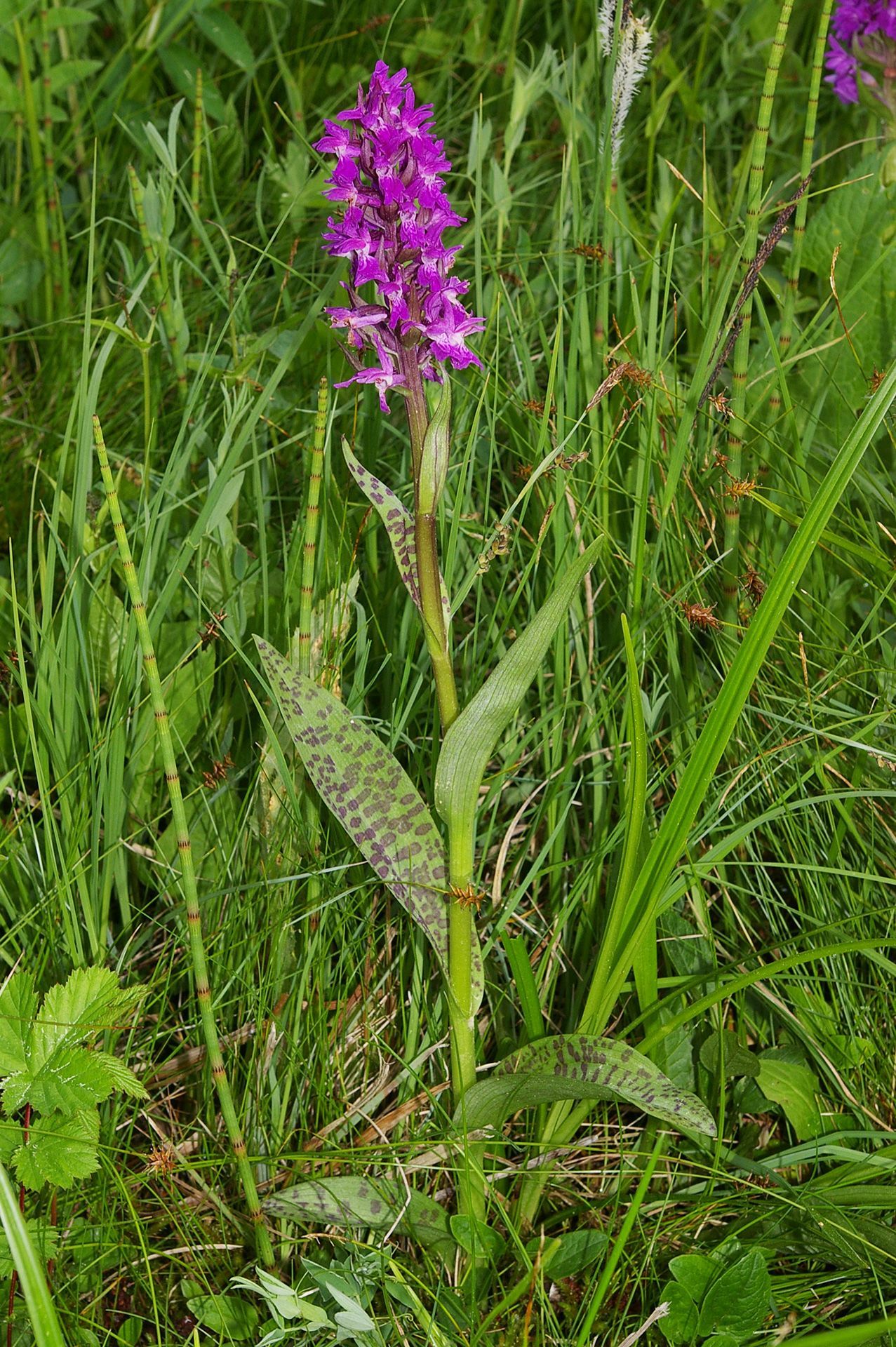 Kalkflachmoore mit Breitblättriges Knabenkraut im Landkreis Forchheim