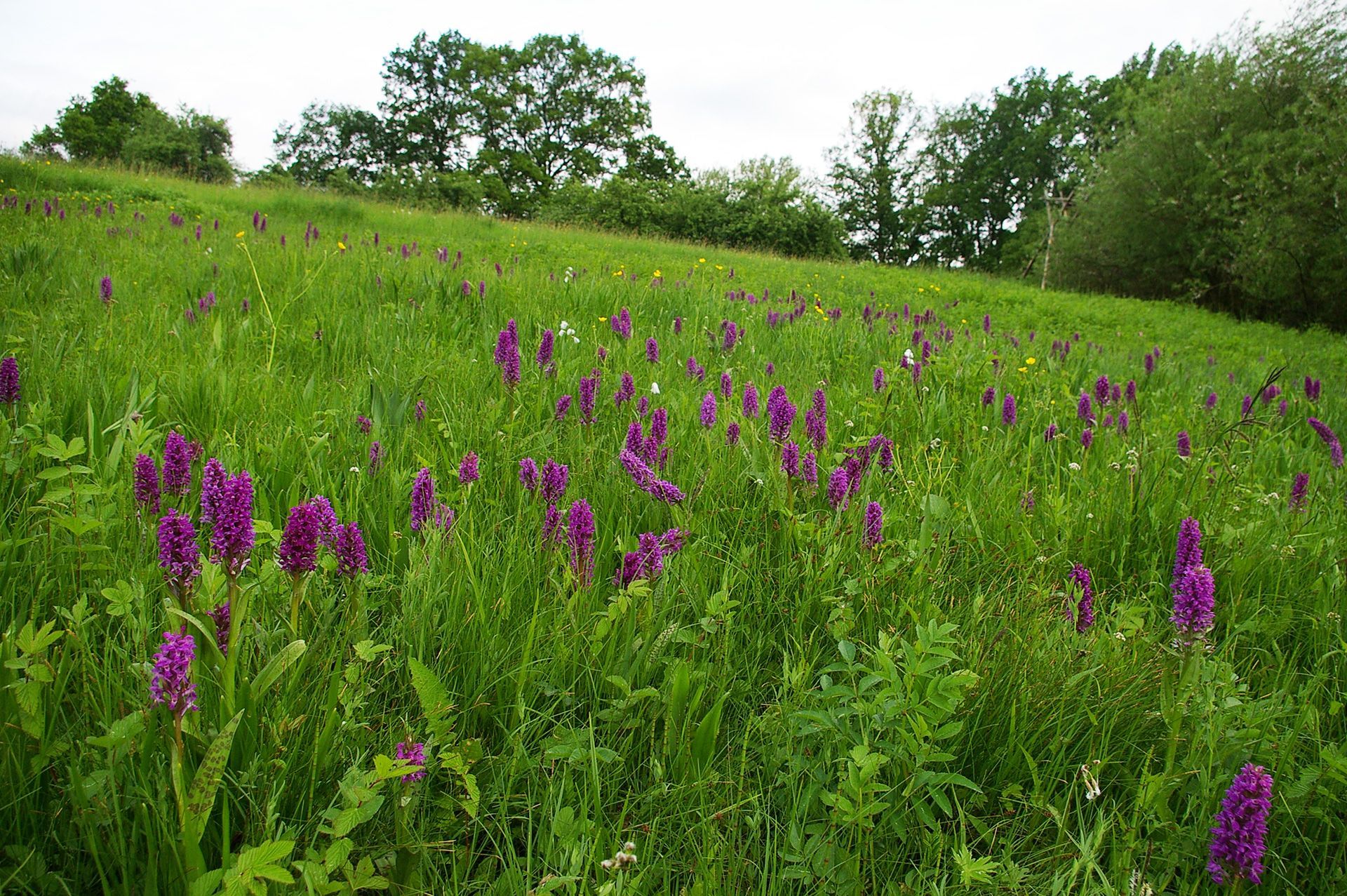 Kalkflachmoore mit Breitblättriges Knabenkraut im Landkreis Forchheim