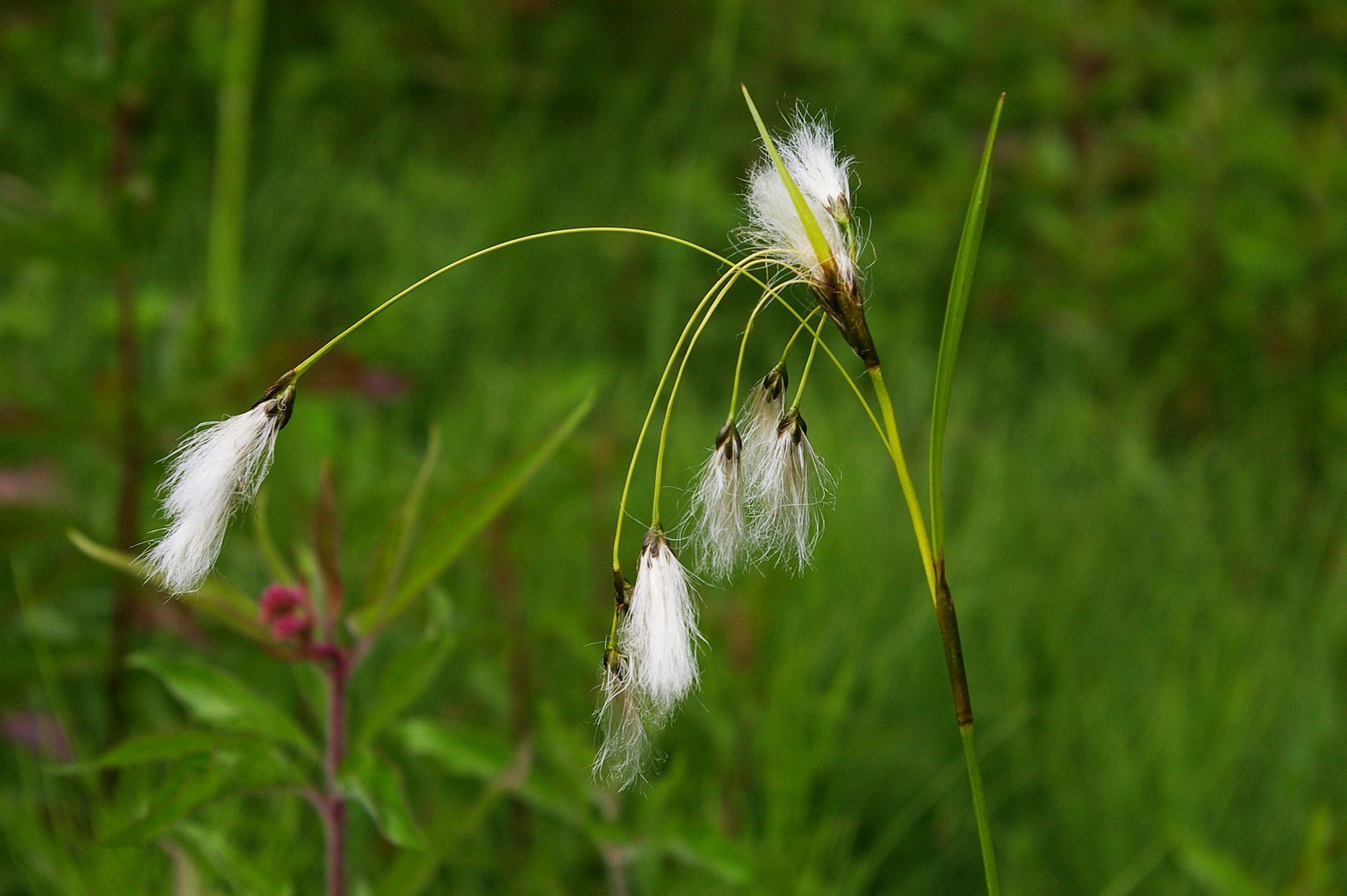 Breitblättriges Wollgras Kalkflachmoore im Landkreis Forchheim