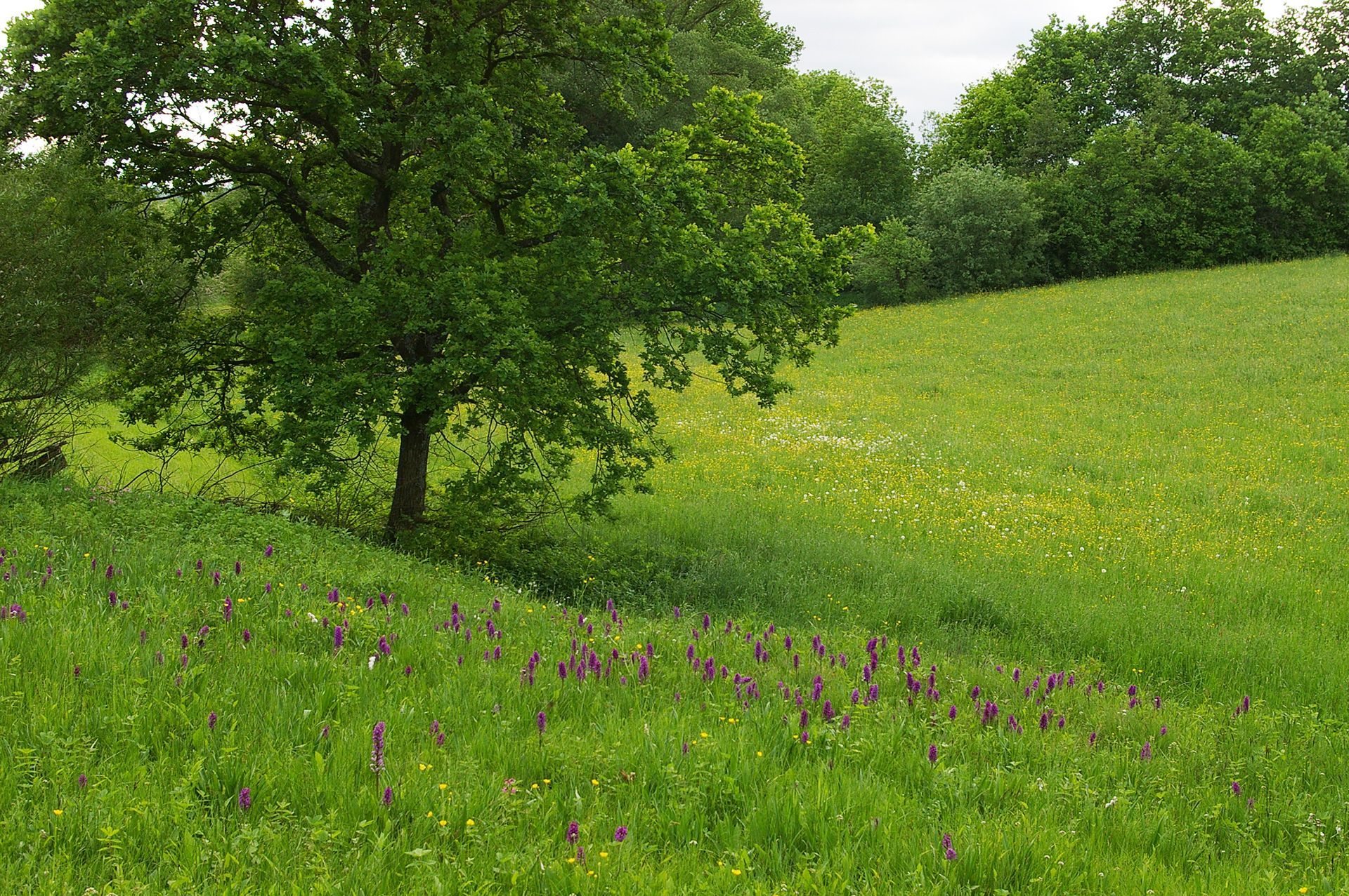 Kalkflachmoore mit Breitblättriges Knabenkraut im Landkreis Forchheim