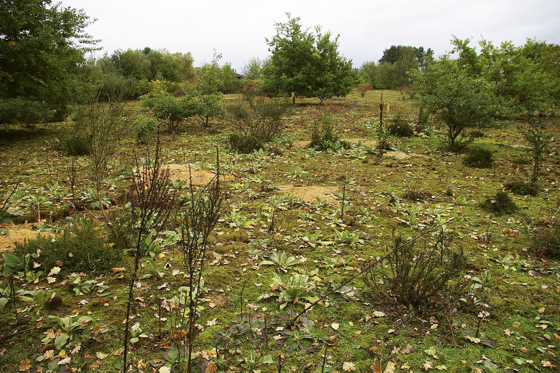 Sandmagerrasen im Landkreis Forchheim