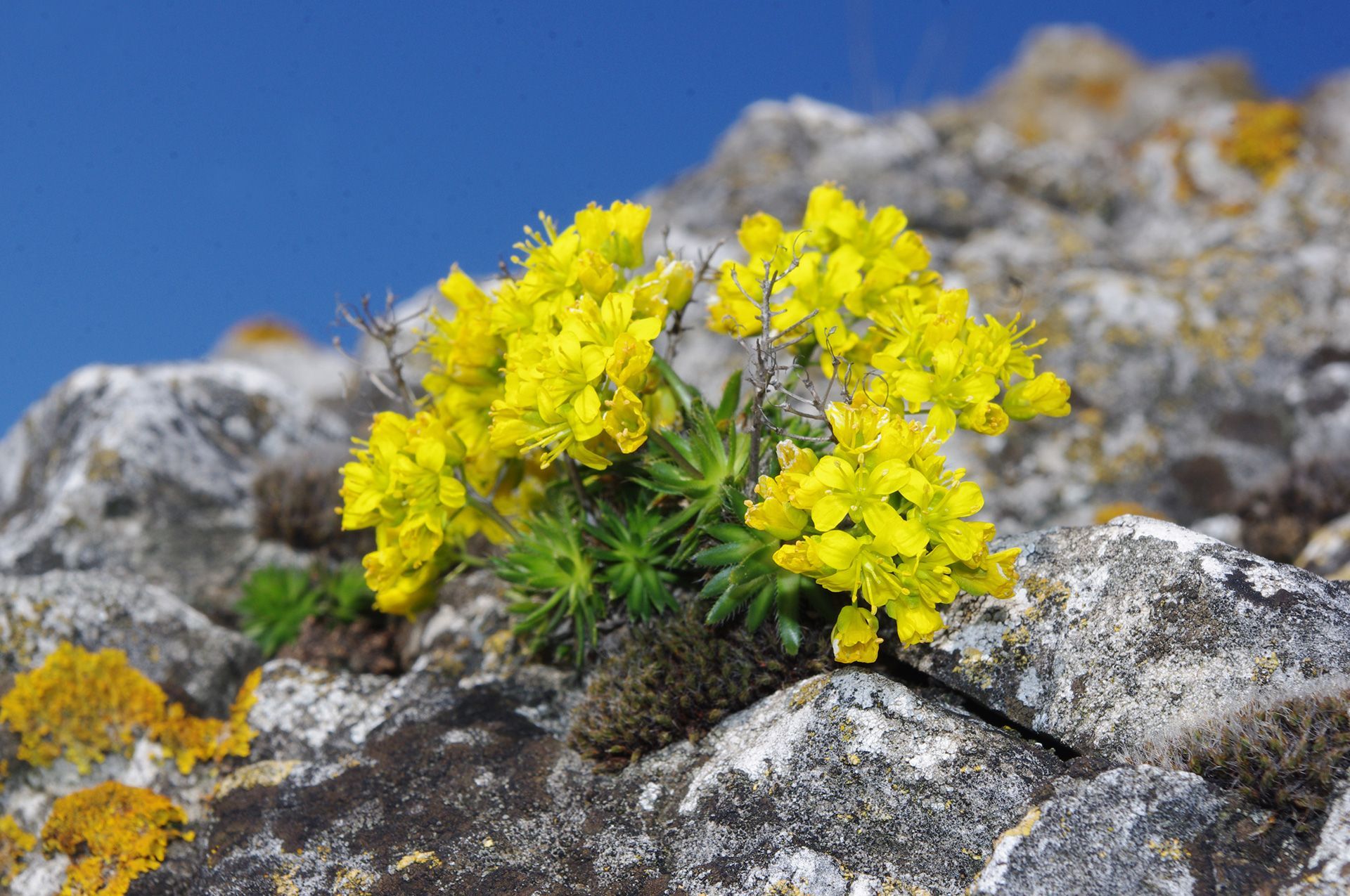 Kalkmagerrasen und Felsen