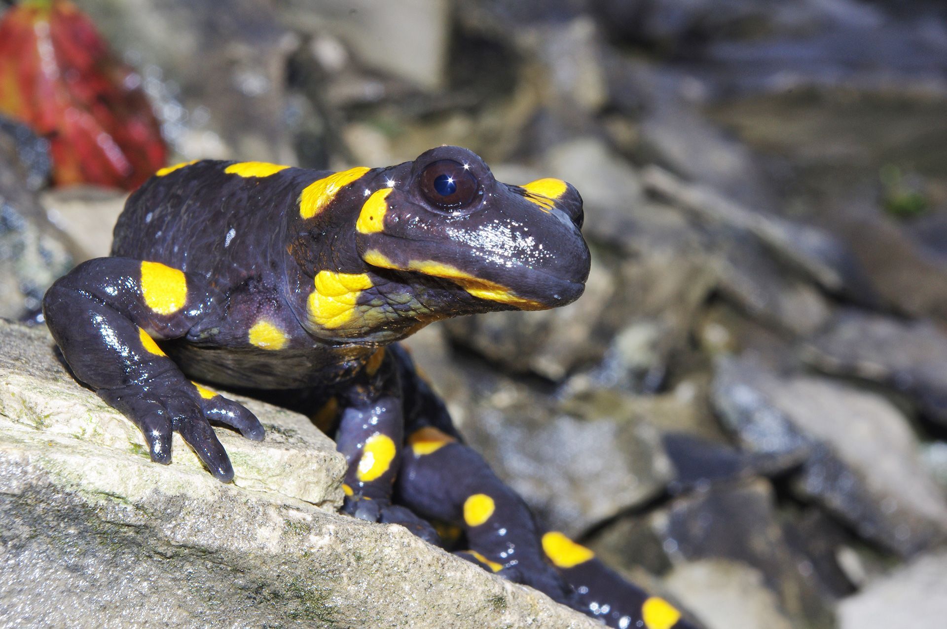 Feuersalamander in Kalkflachmoore im Landkreis Forchheim
