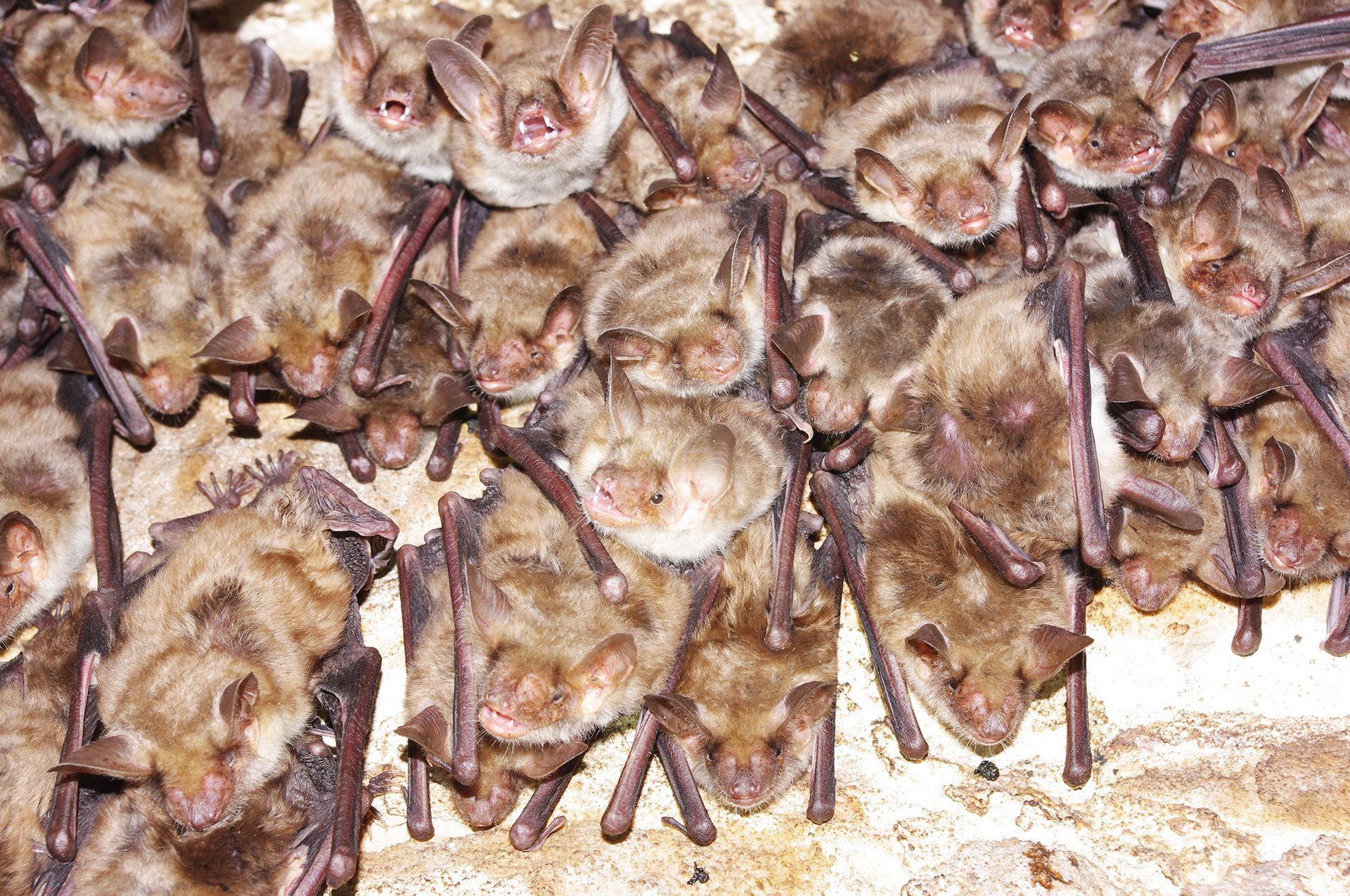 Fledermauskolonie